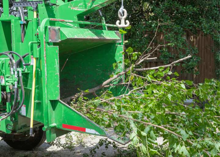 tree removal brooklyn