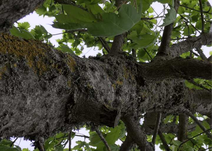 tree removal brooklyn