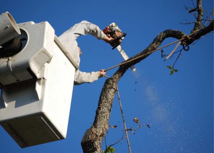 tree removal brooklyn