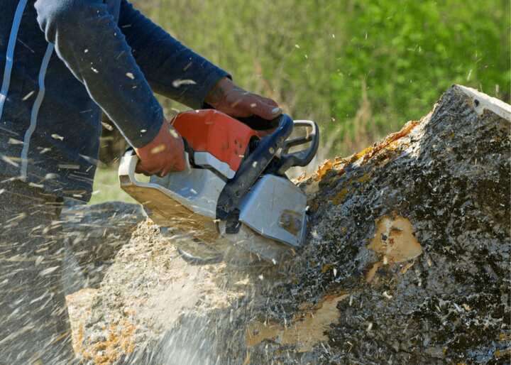 tree removal brooklyn