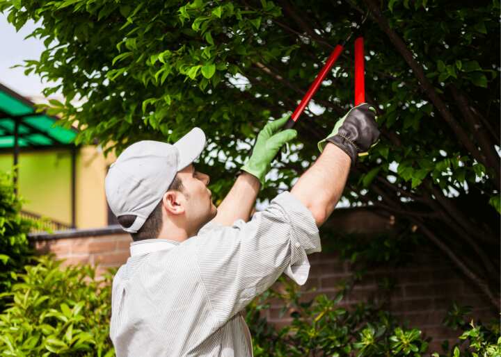 tree removal brooklyn