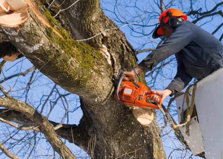 tree removal brooklyn