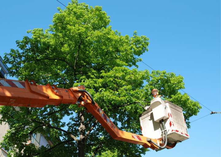tree removal brooklyn
