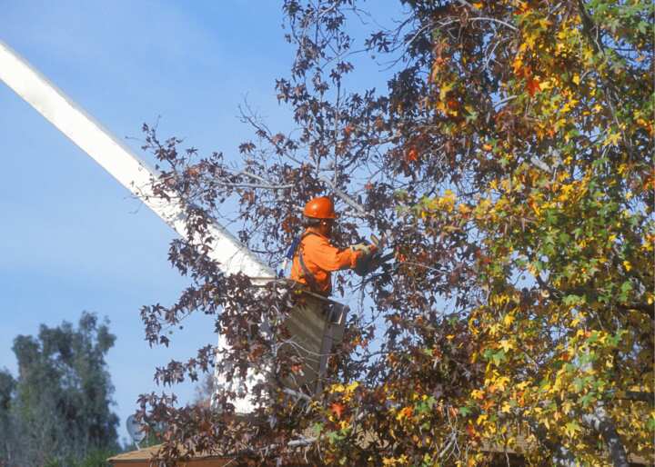 tree removal brooklyn