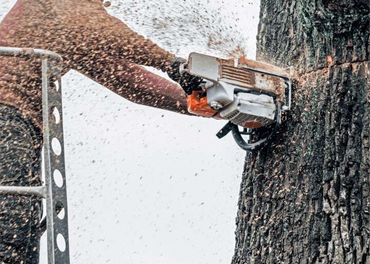 tree removal brooklyn
