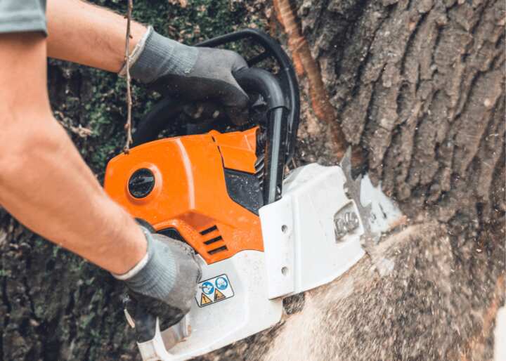 tree removal brooklyn