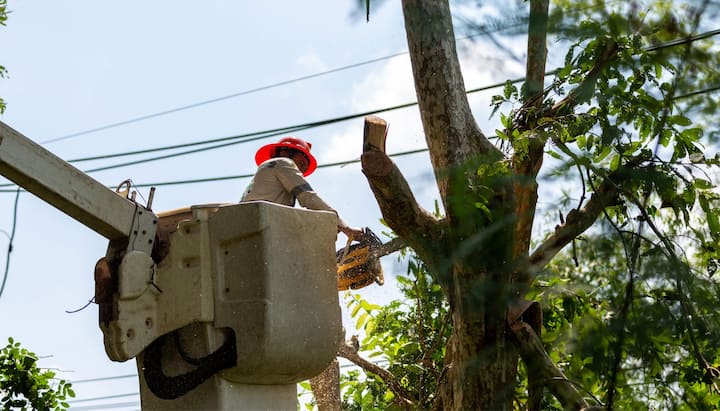 A professional in a bucket truck uses a chainsaw to cut limbs from a Brooklyn, NY tree.