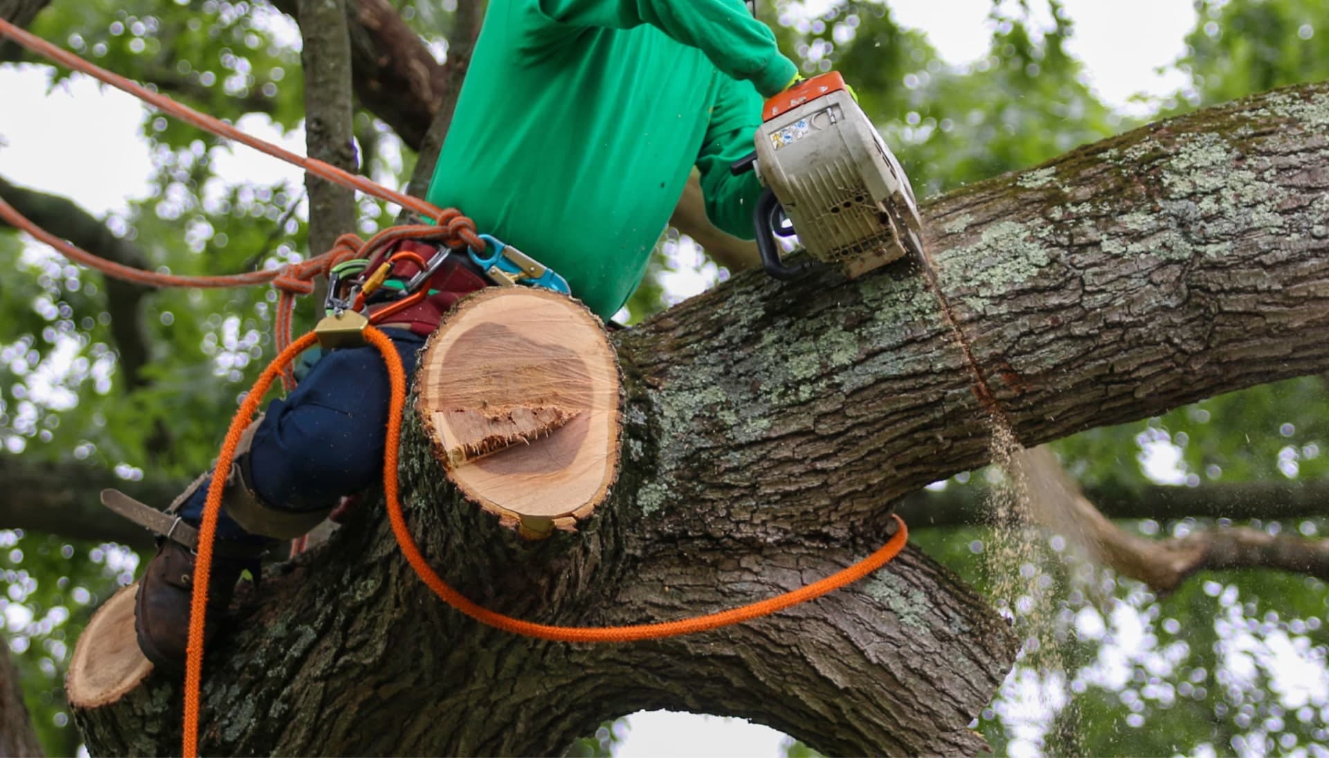 A tree removal expert uses a harness for safety while cutting a tree in a Brooklyn, NY yard.