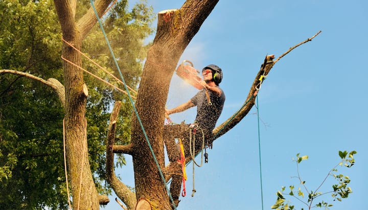 An expert tree removal technician cuts the limb off a tree on a Brooklyn, NY property.