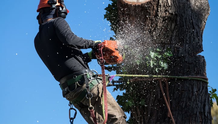 A professional tree removal expert removes a tree trunk from a Brooklyn, NY yard.